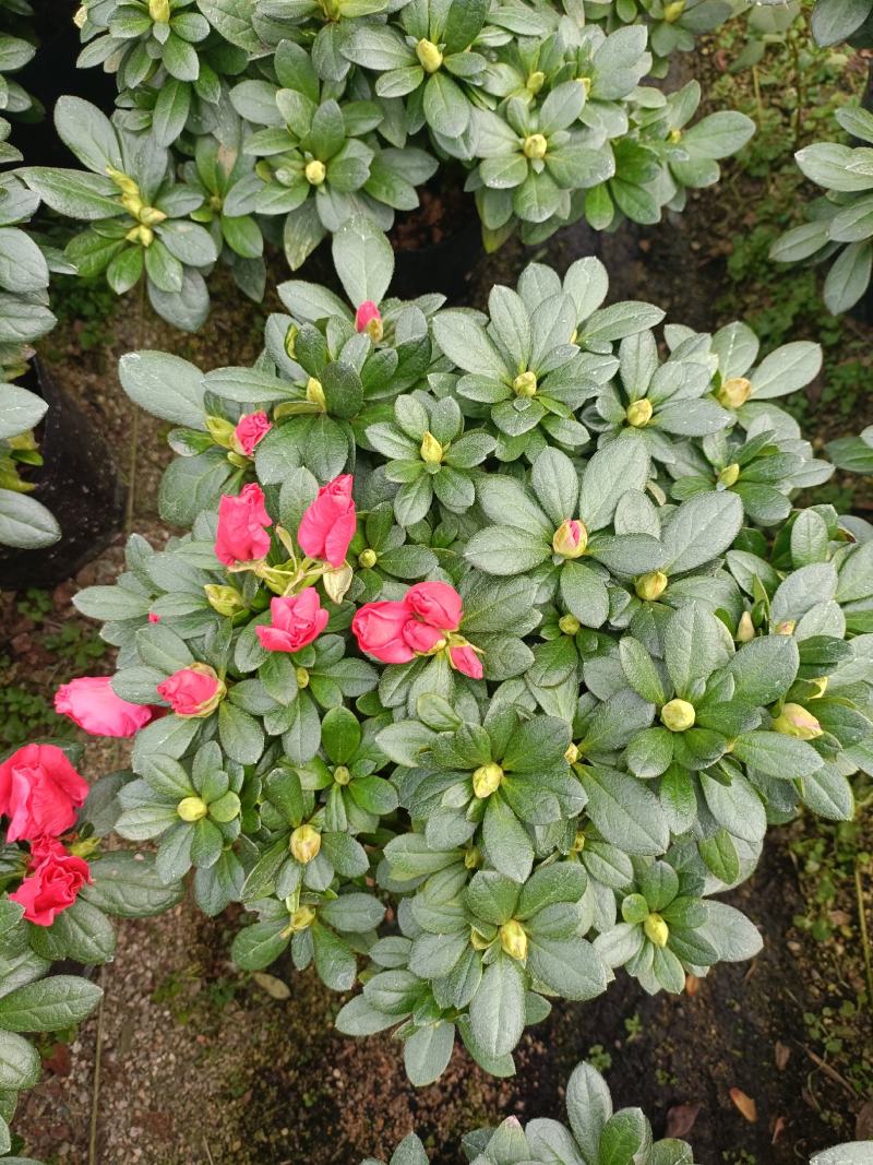 精品西洋杜鹃花，四季开花，庭院室内都有放，量多优惠