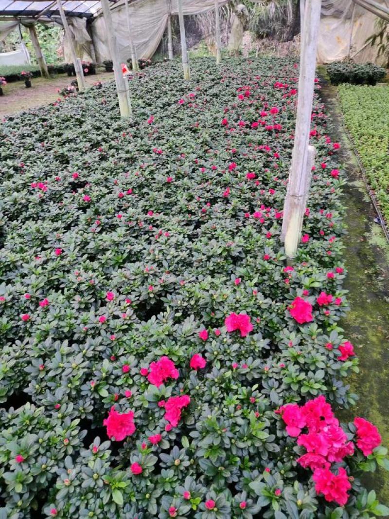 精品西洋杜鹃花，四季开花，庭院室内都有放，量多优惠