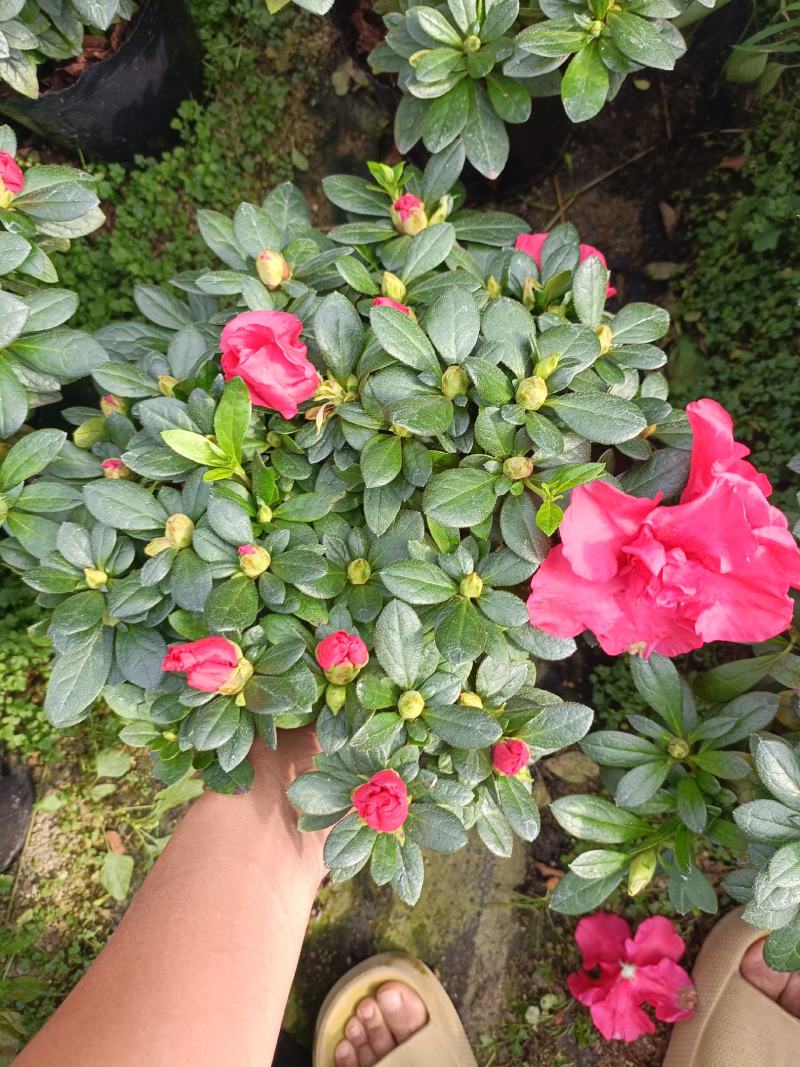 精品西洋杜鹃花，四季开花，庭院室内都有放，量多优惠