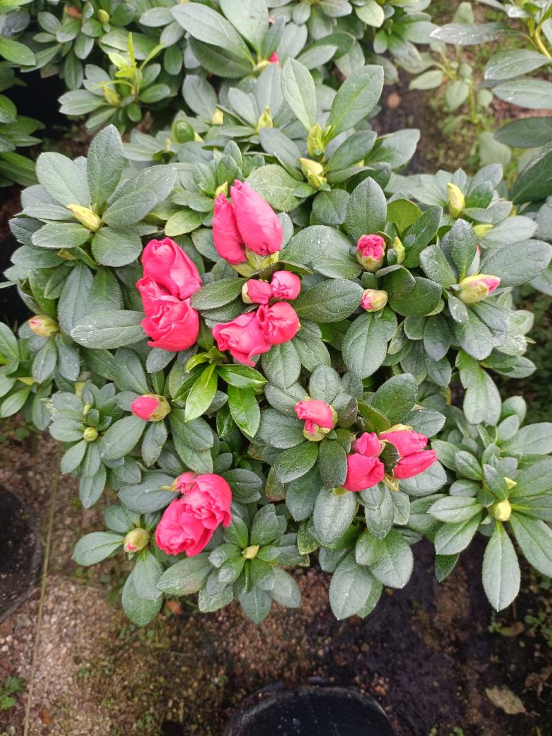 精品西洋杜鹃花，四季开花，庭院室内都有放，量多优惠