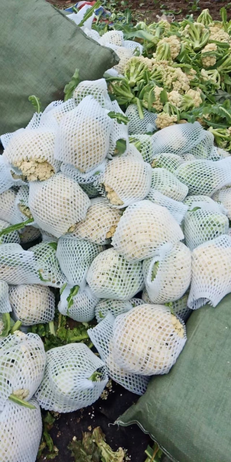 菜花陆续大量上市啦，大量供货，品质好，可按需装货