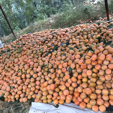 满城（磨盘柿）大量现货、价格便宜、质量杠杠。