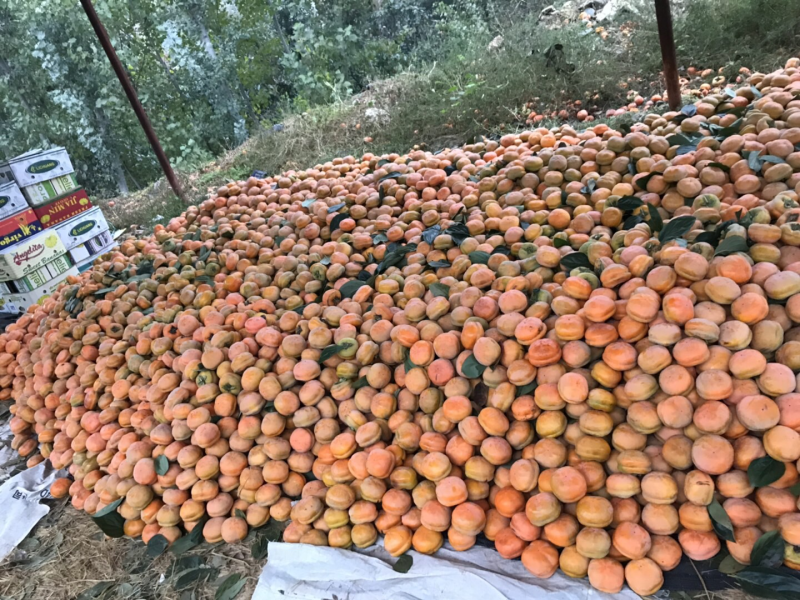 满城（磨盘柿）大量现货、价格便宜、质量杠杠。