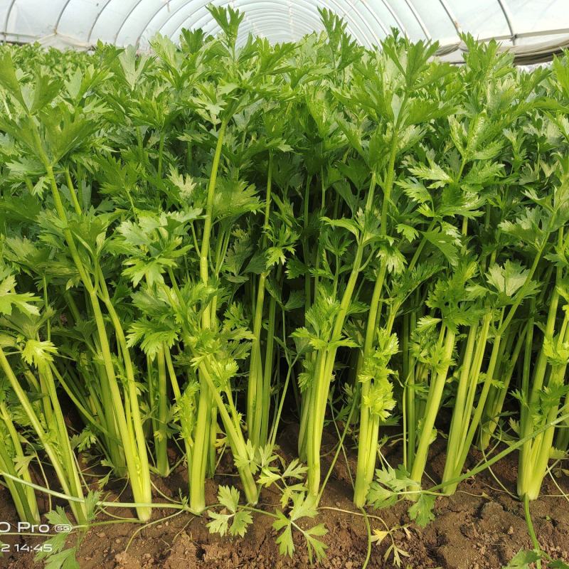 兰陵小芹菜大量上市，量大品质好，需要可以联系