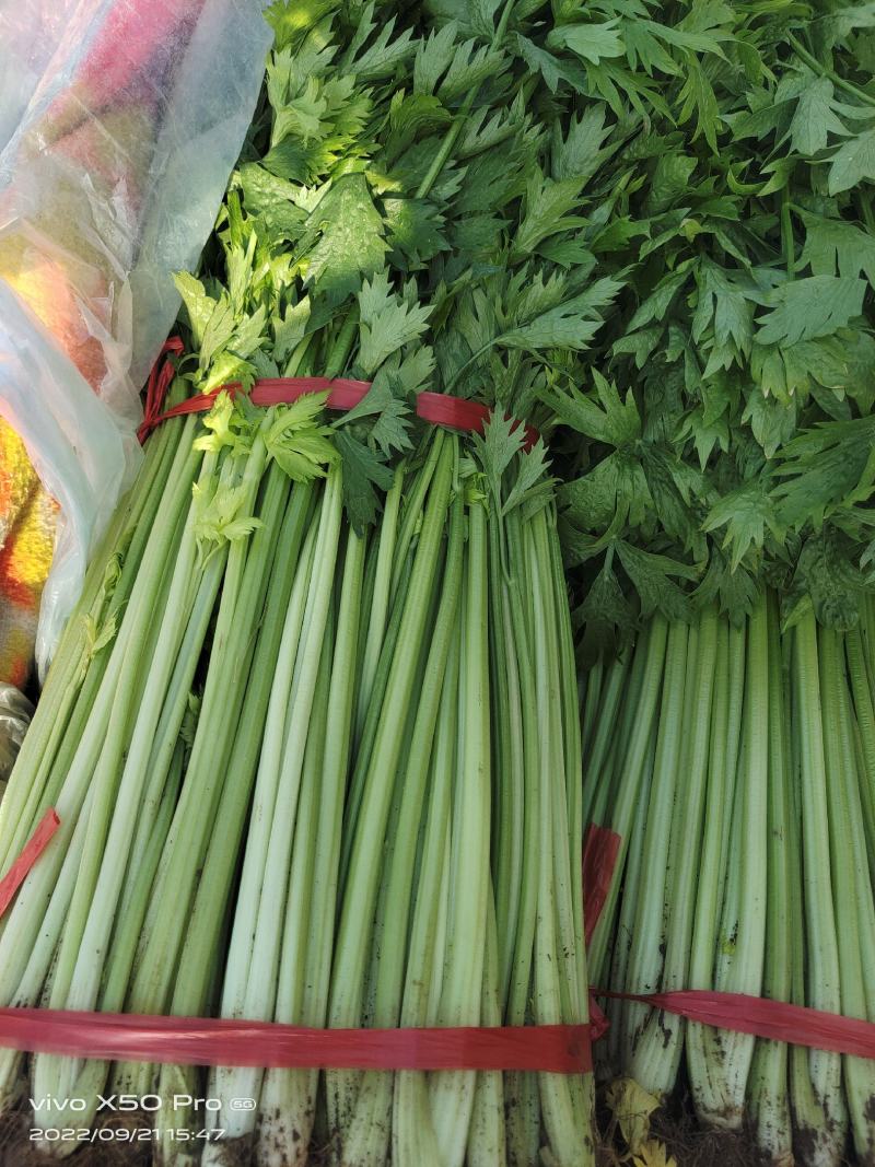 兰陵小芹菜大量上市，量大品质好，需要可以联系