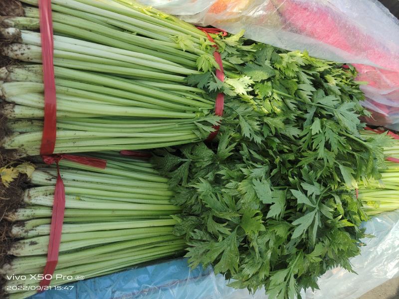 兰陵小芹菜大量上市，量大品质好，需要可以联系
