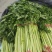 兰陵小芹菜大量上市，量大品质好，需要可以联系