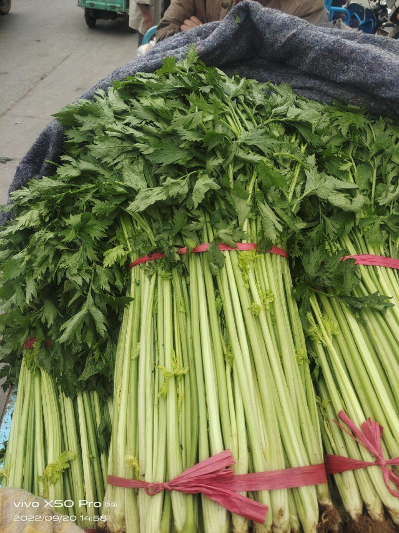 兰陵小芹菜大量上市，量大品质好，需要可以联系
