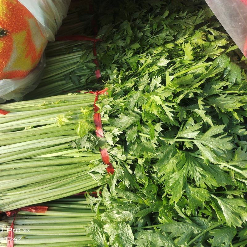 兰陵小芹菜大量上市，量大品质好，需要可以联系
