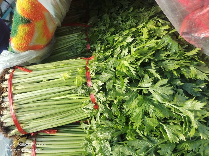 兰陵小芹菜大量上市，量大品质好，需要可以联系