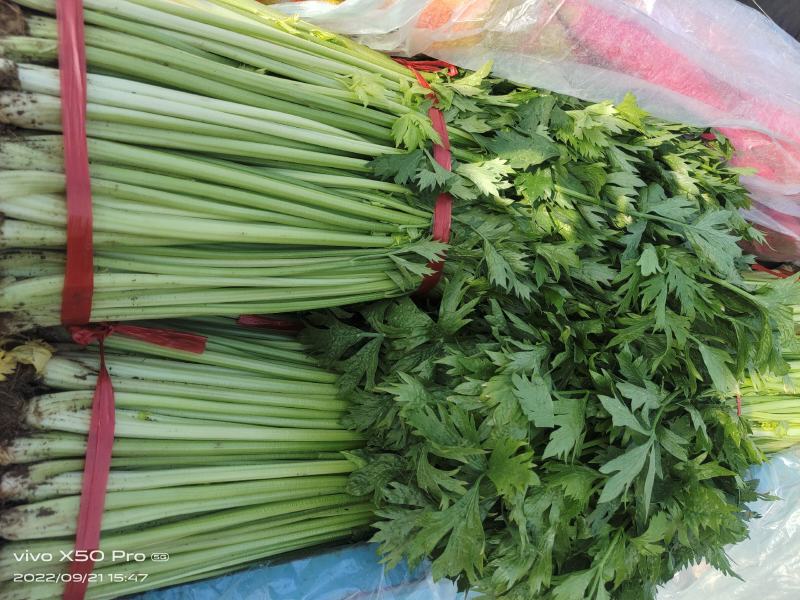 兰陵小芹菜大量上市，量大品质好，需要可以联系