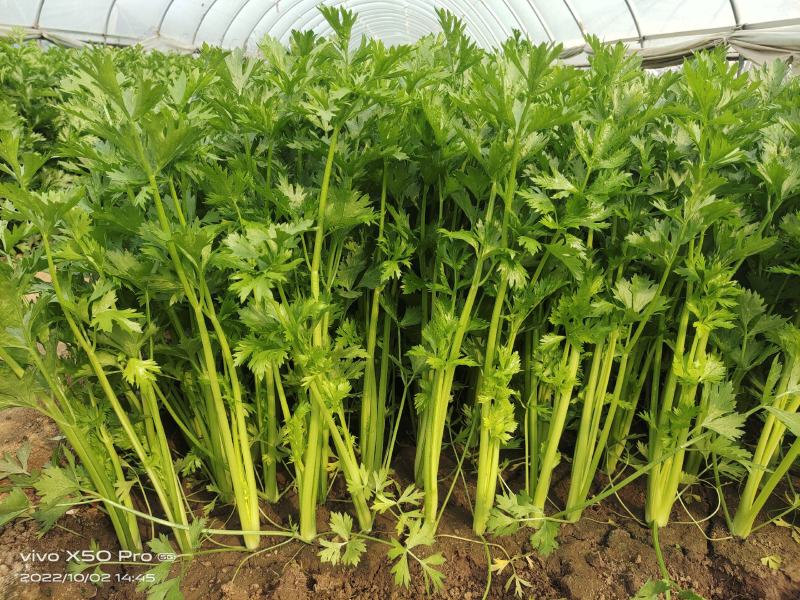 兰陵小芹菜大量上市，量大品质好，需要可以联系