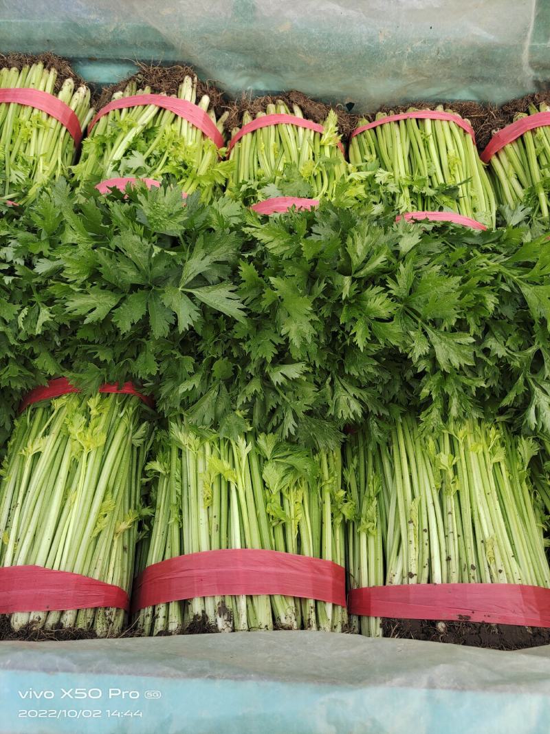 兰陵小芹菜大量上市，量大品质好，需要可以联系