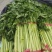 兰陵小芹菜大量上市，量大品质好，需要可以联系