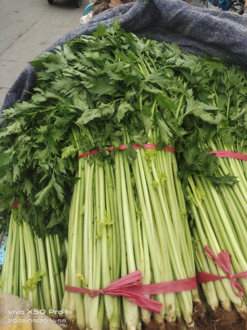 兰陵小芹菜大量上市，量大品质好，需要可以联系
