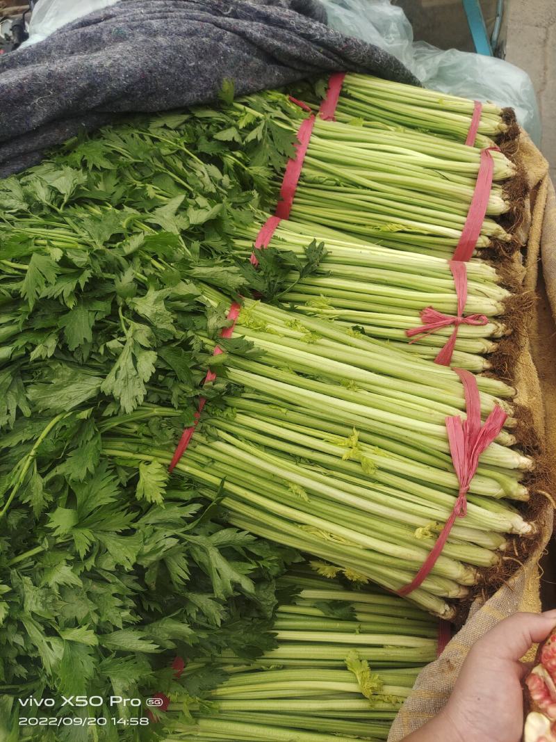 兰陵小芹菜大量上市，量大品质好，需要可以联系
