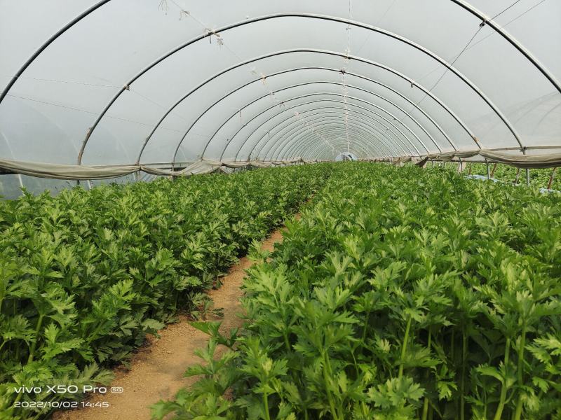兰陵小芹菜大量上市，量大品质好，需要可以联系