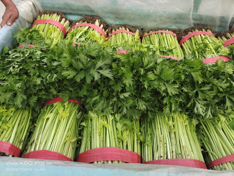兰陵小芹菜大量上市，量大品质好，需要可以联系