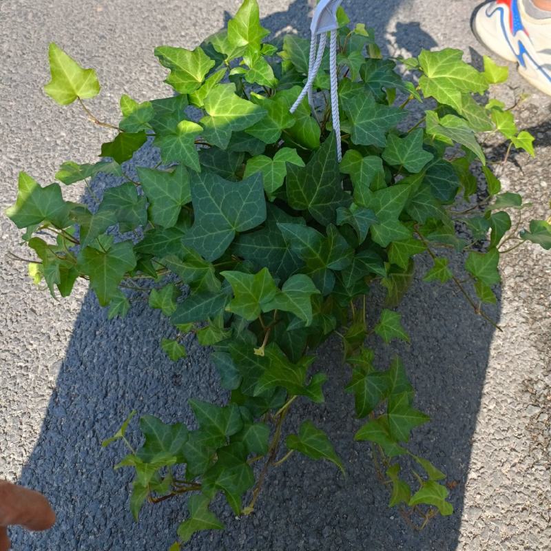 常青藤，吸甲醛四季常青，关叶植物，量多从优