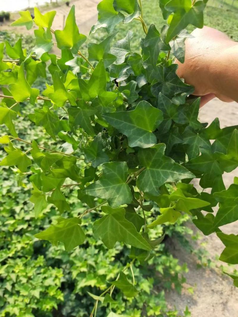 常青藤，吸甲醛四季常青，关叶植物，量多从优