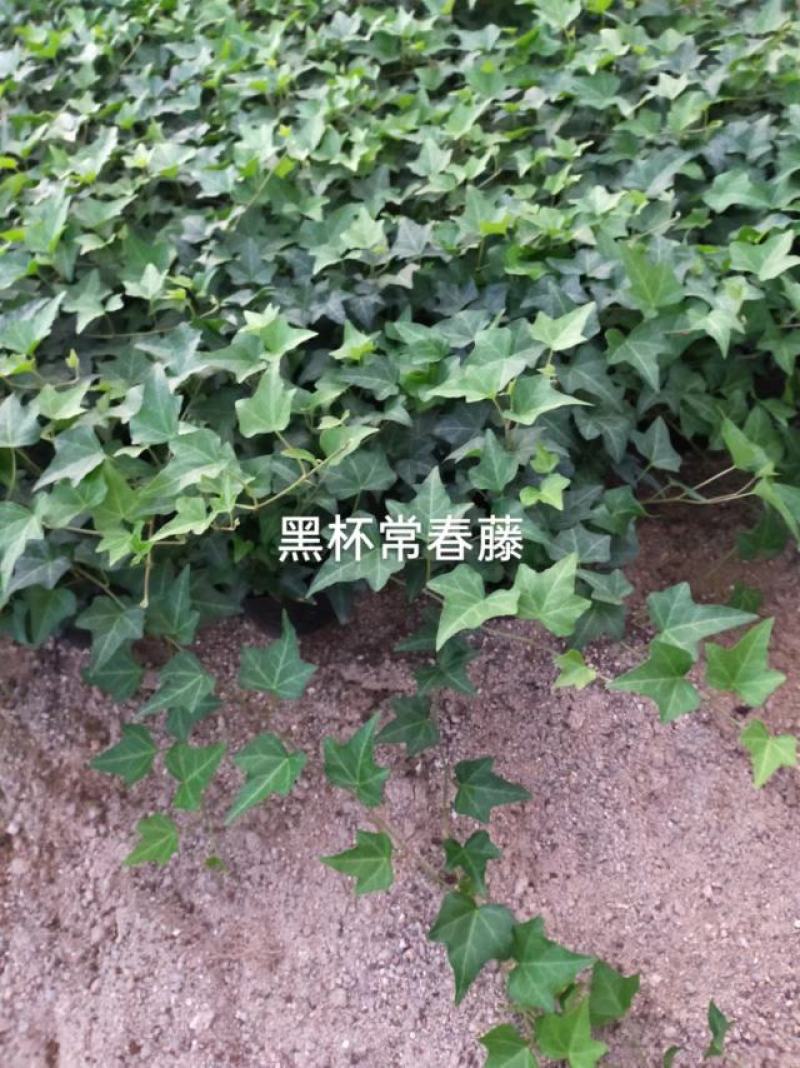 常青藤，吸甲醛四季常青，关叶植物，量多从优