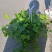 常青藤，吸甲醛四季常青，关叶植物，量多从优