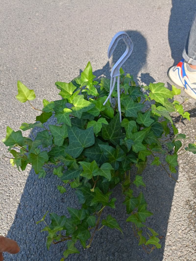 常青藤，吸甲醛四季常青，关叶植物，量多从优