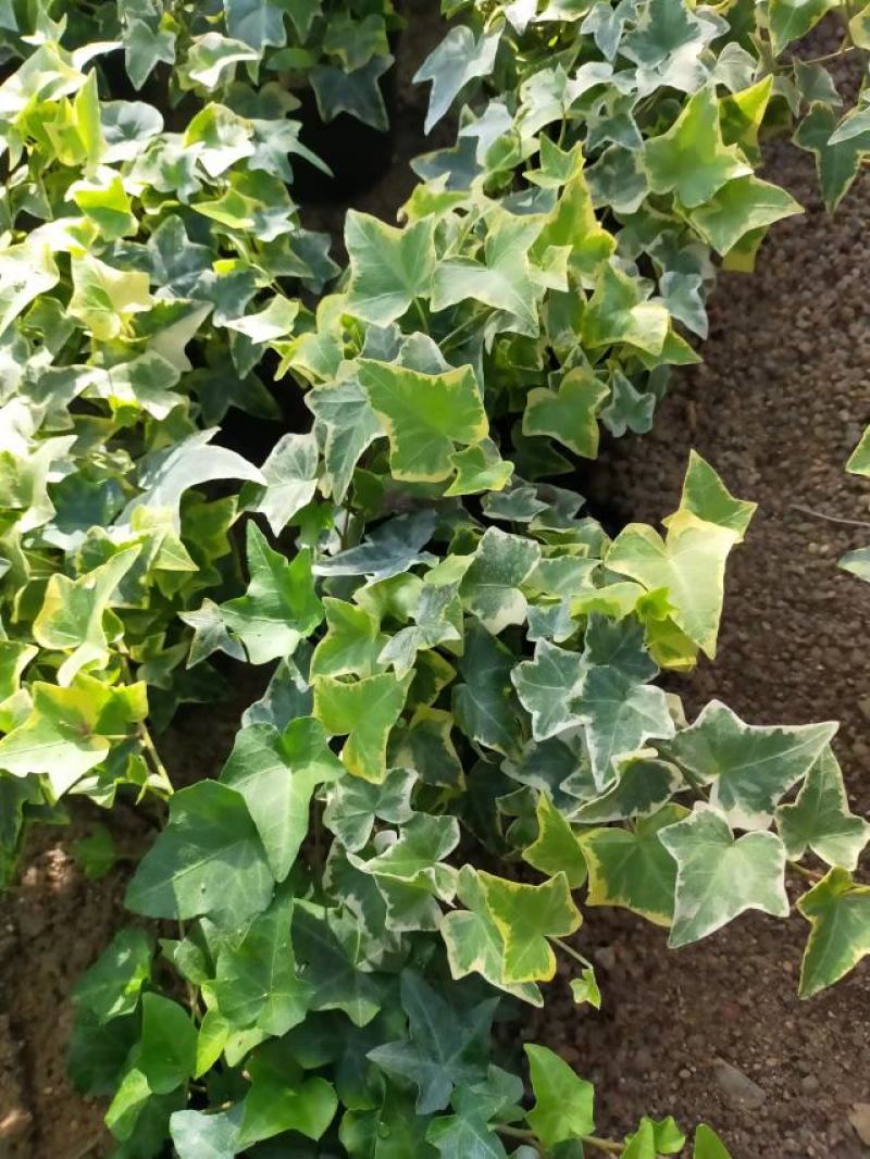 常青藤，吸甲醛四季常青，关叶植物，量多从优