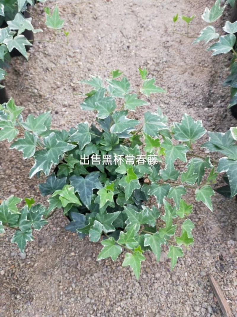 常青藤，吸甲醛四季常青，关叶植物，量多从优