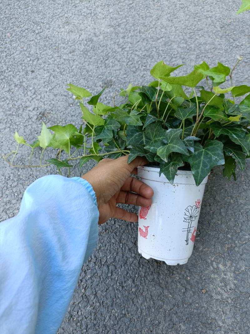 常青藤，吸甲醛四季常青，关叶植物，量多从优