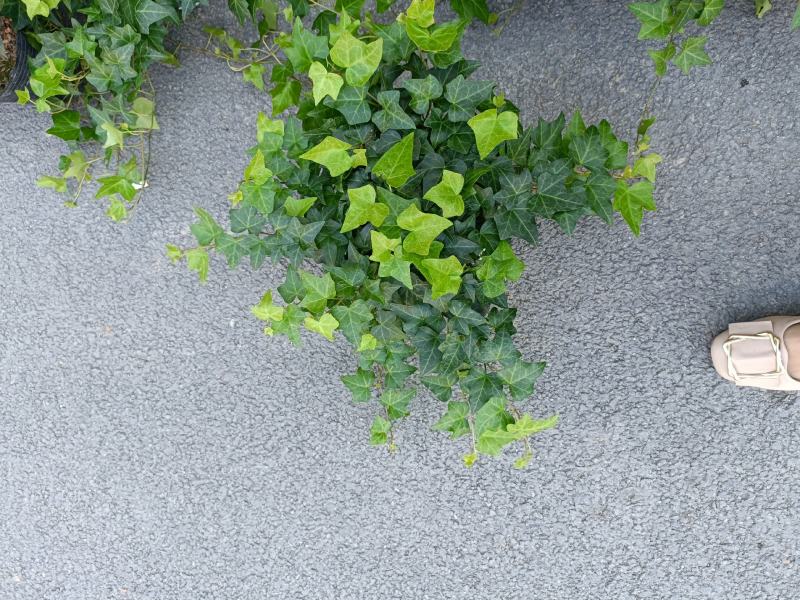 常青藤，吸甲醛四季常青，关叶植物，量多从优
