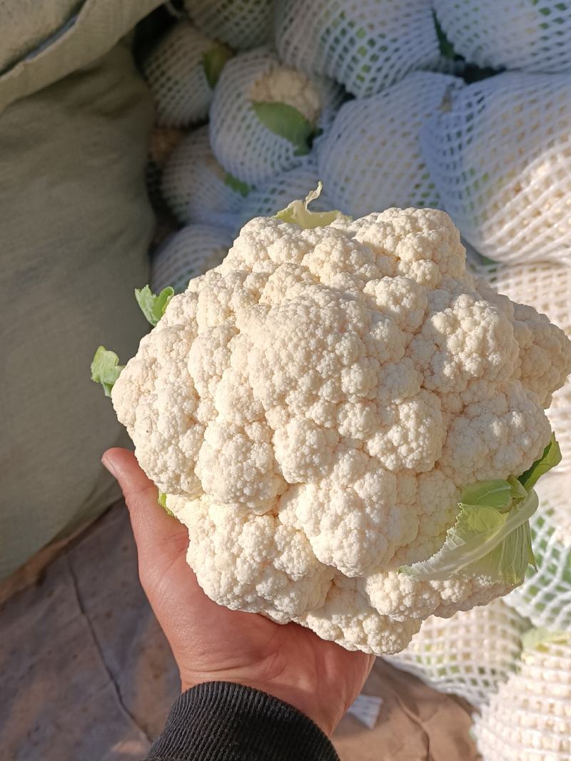 河北邯郸精品菜花，实花菜供应各大超市和市场，量大质优！