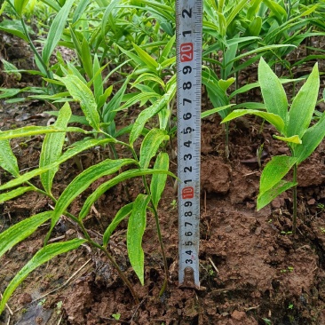 黄精种苗