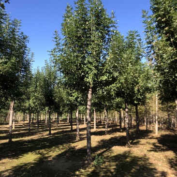 白蜡，丛生白蜡12公分15公分18公分20公分