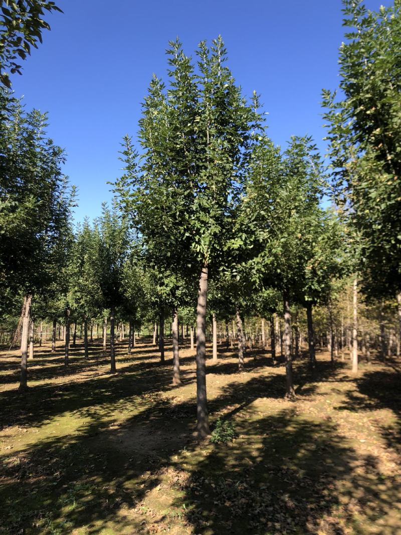 白蜡，丛生白蜡12公分15公分18公分20公分