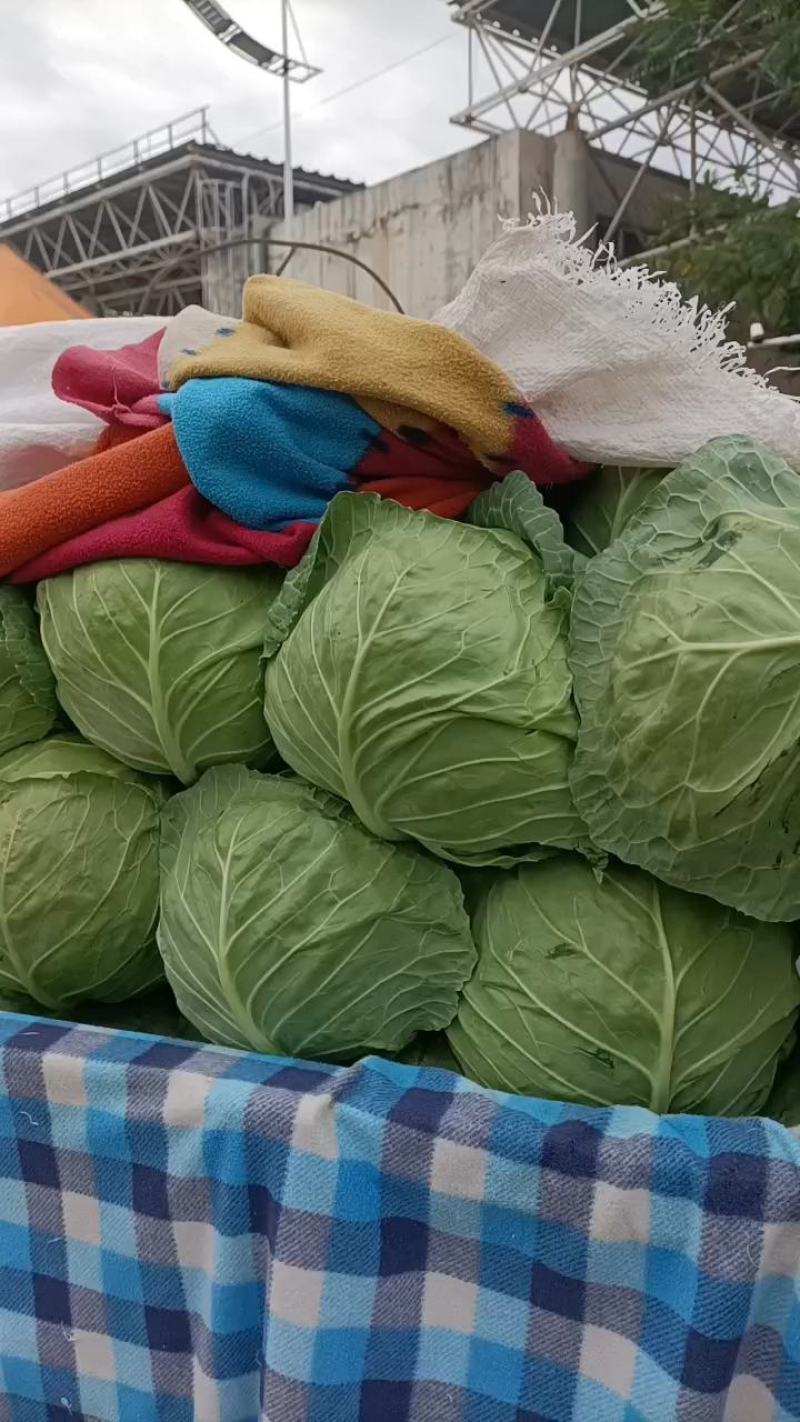 河北邯郸【绿甘蓝】，牛心，中甘，绿霸，各种品种圆包菜