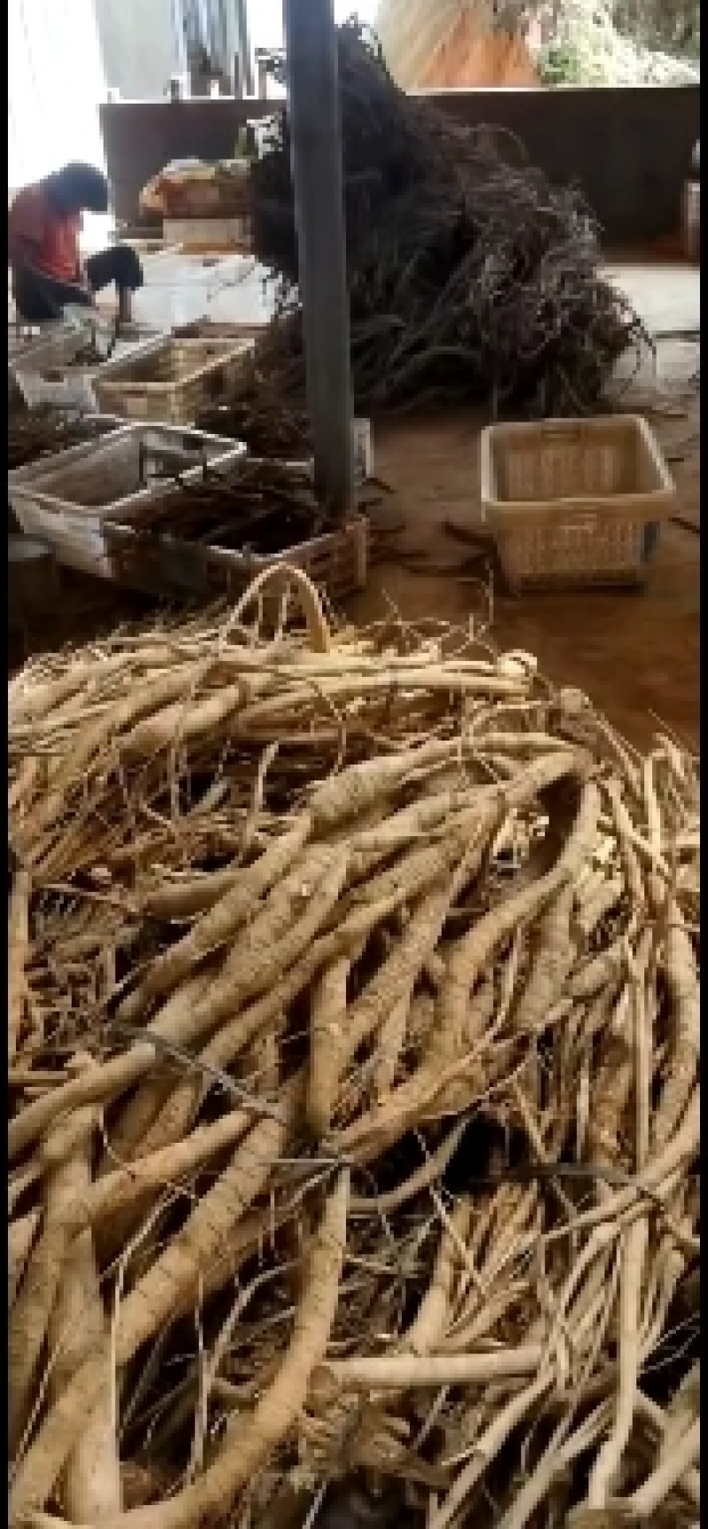 【力江】新鲜牛大力鲜薯规格产地自产自销长期供应