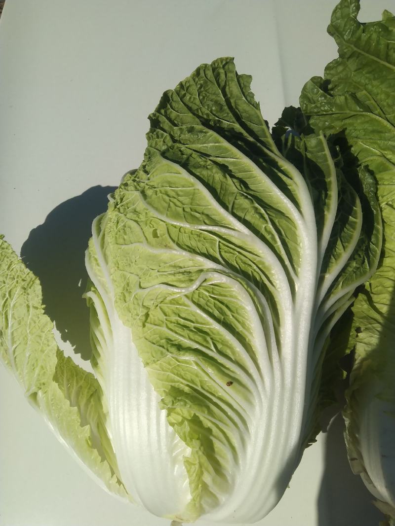 白心大白菜，黄心大大白菜，储存时间长，