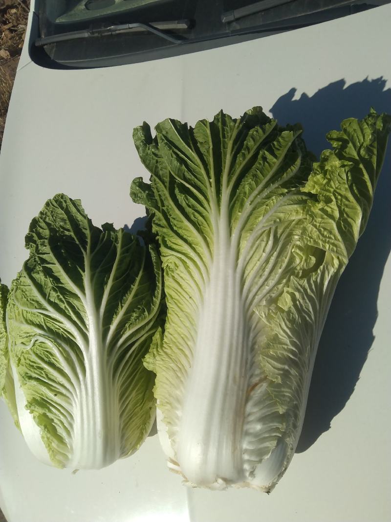 白心大白菜，黄心大大白菜，储存时间长，