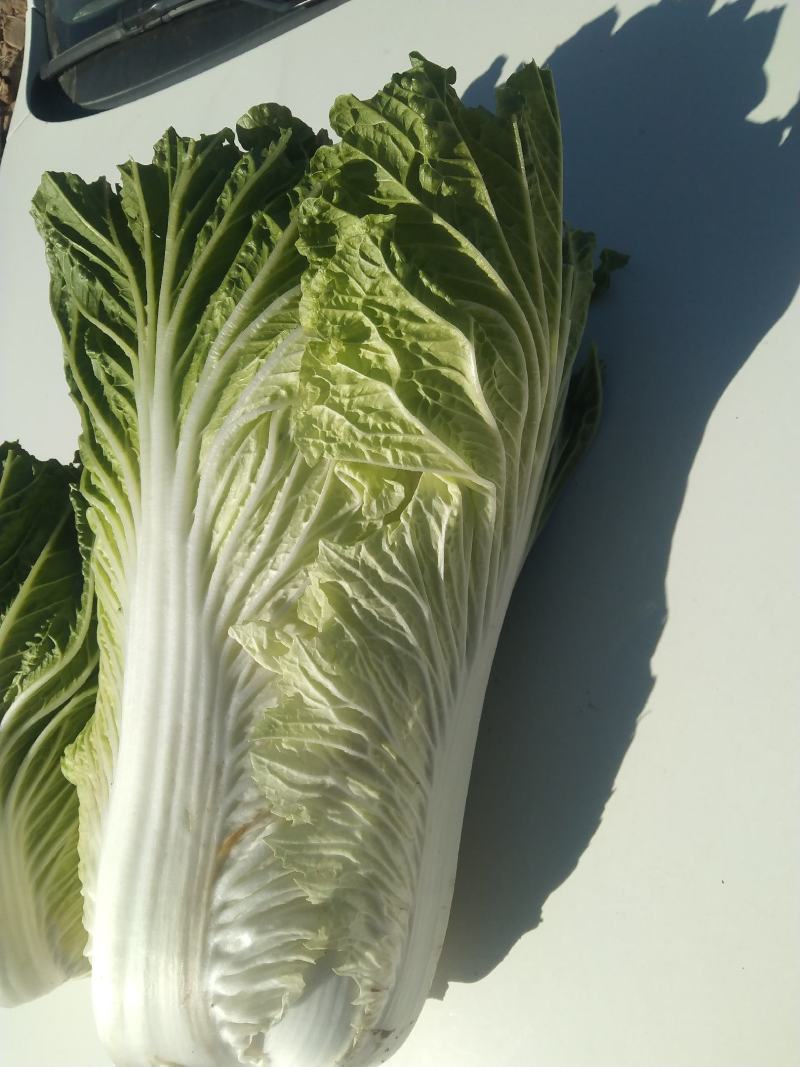 白心大白菜，黄心大大白菜，储存时间长，