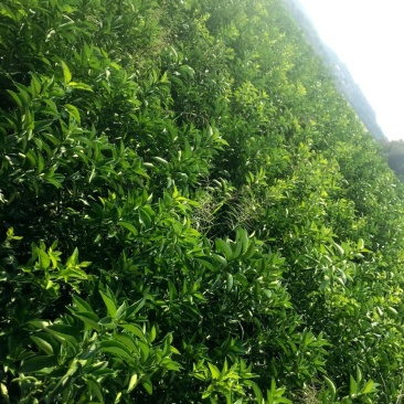 嫁接商洲枳壳苗便宜卖