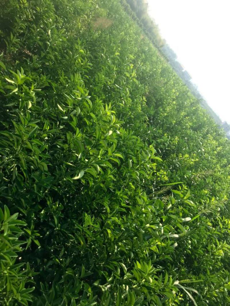 枳壳苗商洲枳壳苗嫁接商洲枳壳苗
