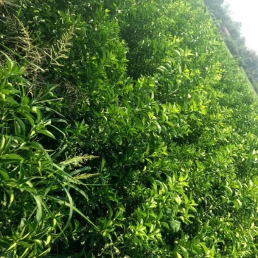 枳壳苗商洲枳壳苗嫁接商洲枳壳苗