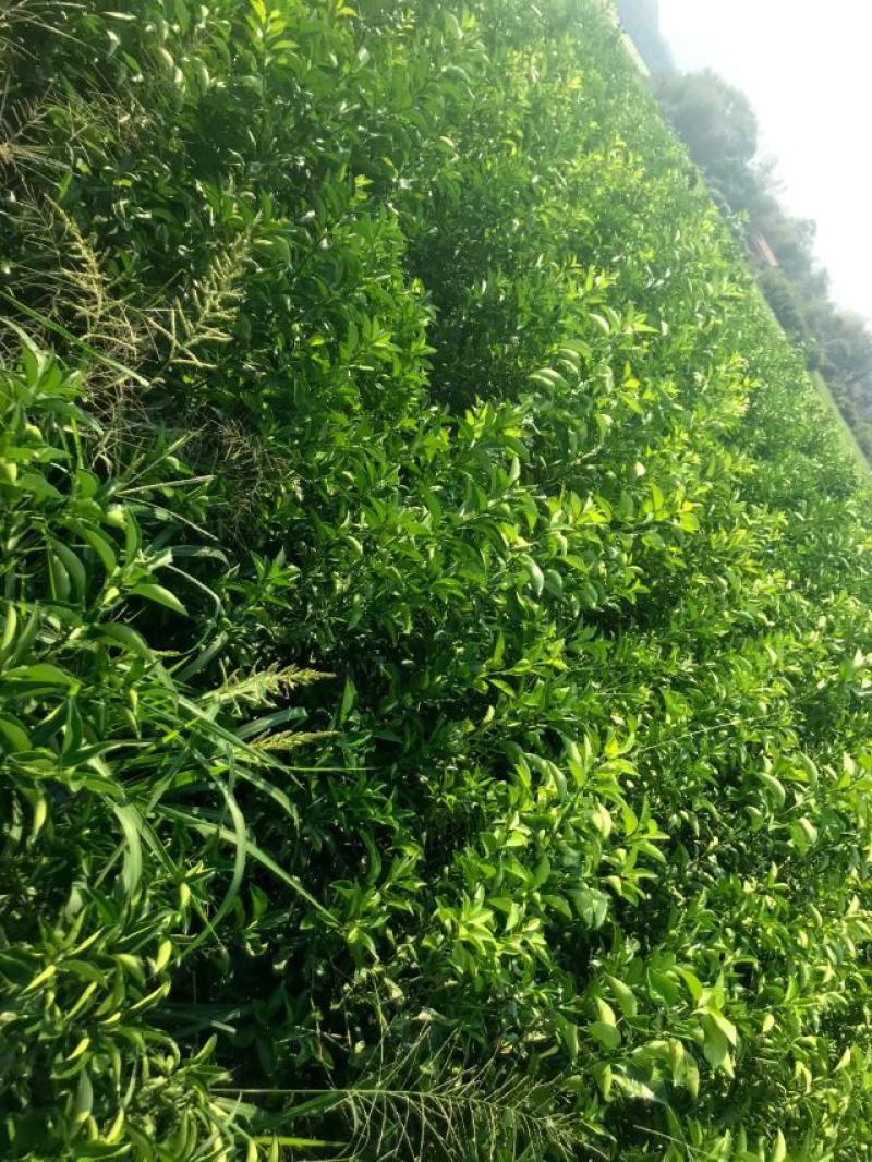 枳壳苗商洲枳壳苗嫁接商洲枳壳苗