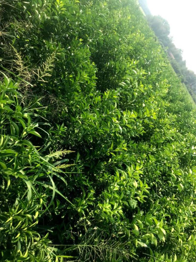 枳壳苗商洲枳壳苗嫁接商洲枳壳苗