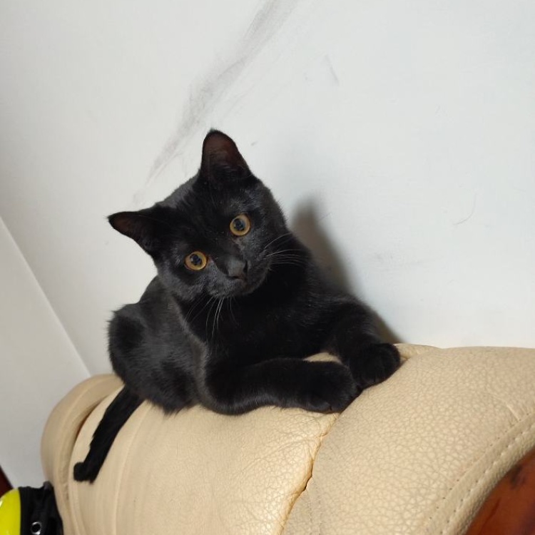 猫猫 宠物猫批发]宠物蓝猫英短田园猫关灯看不见系列！小黑猫！玄猫！猫妈妈