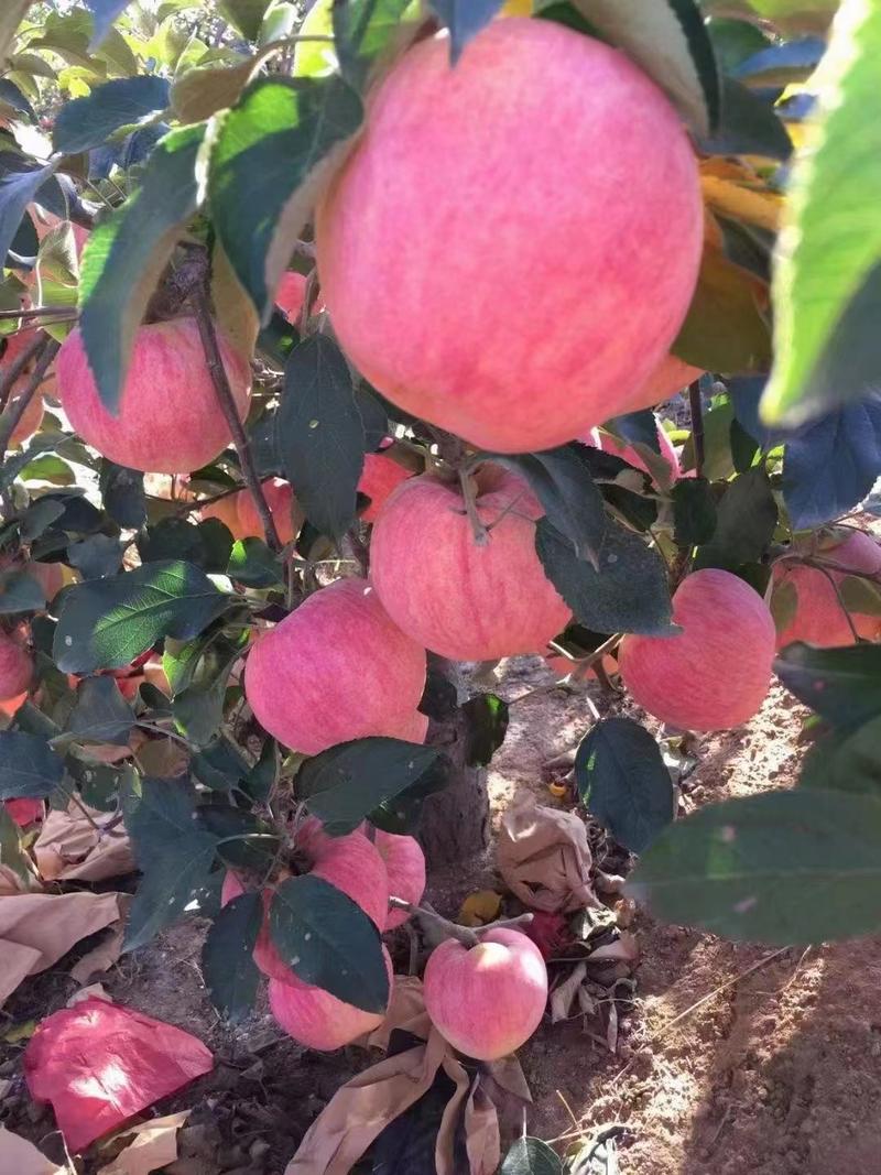 【山东富士苹果】精选水晶红富士苹果产地一手货源保质保量