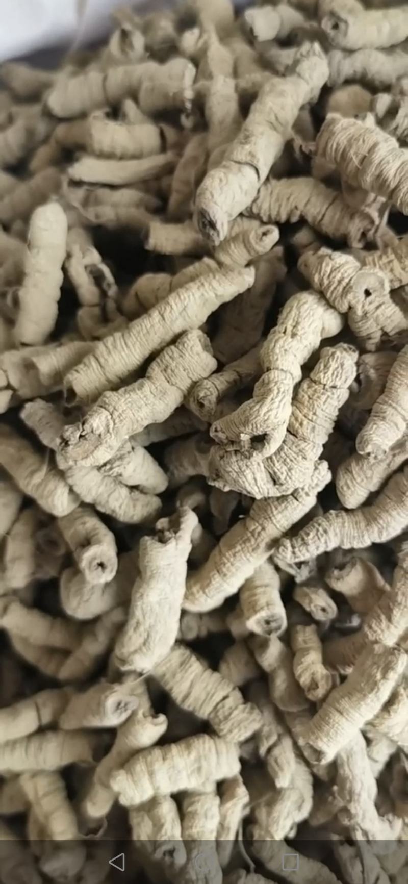 郁金，广郁金，郁金片，货干无硫，产地一手货源大货批发