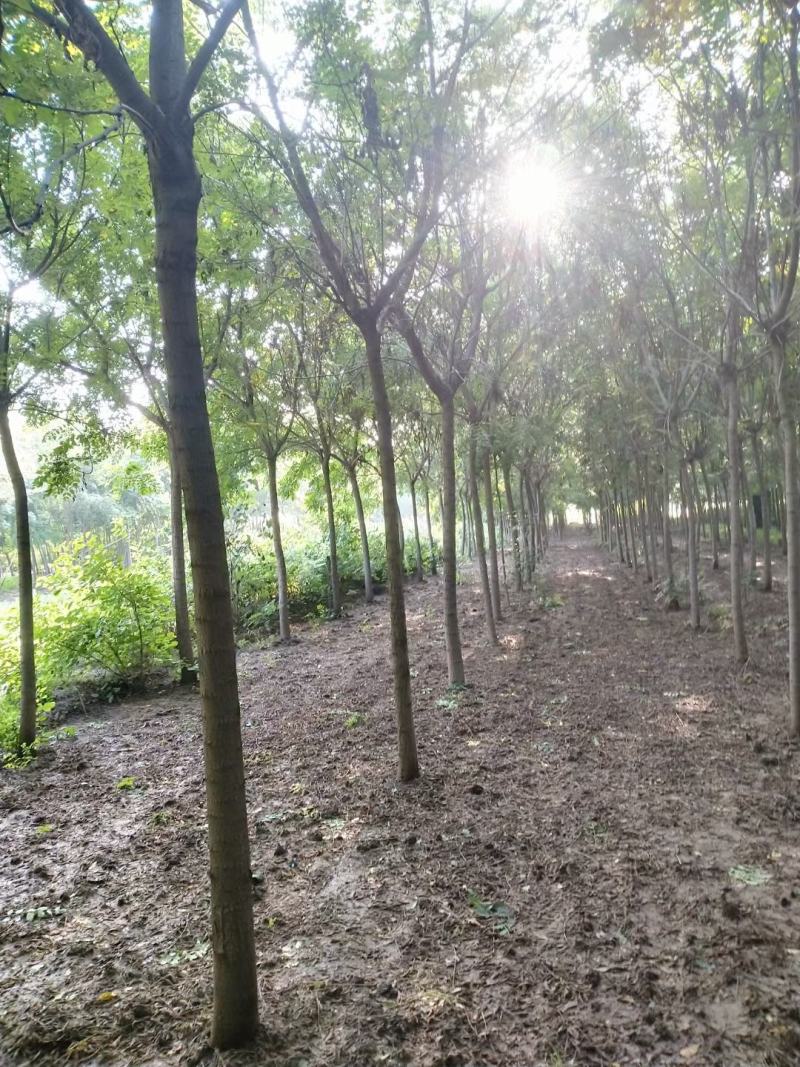 河北定州栾树北栾树树苗乔木大树绿化苗木行道树乔灌木