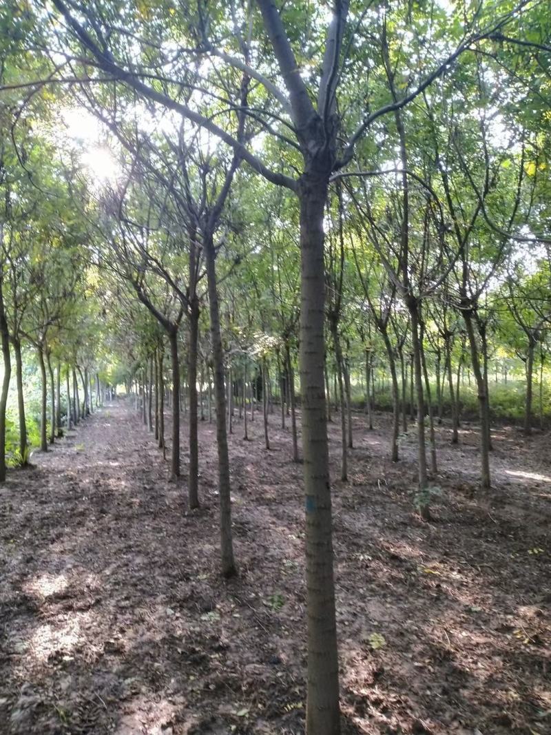 河北定州栾树北栾树树苗乔木大树绿化苗木行道树乔灌木